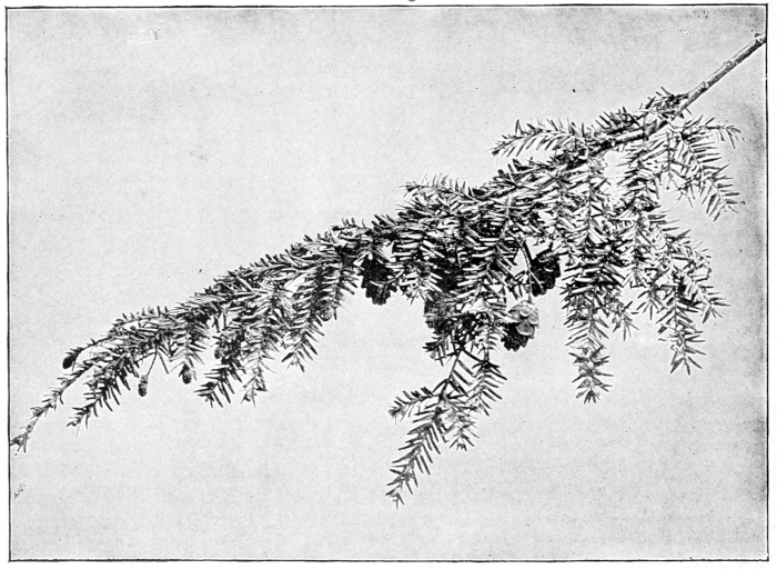 Hemlock branch