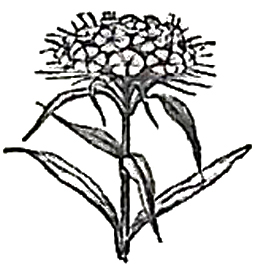 image004