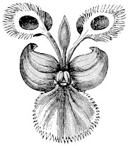 Orchidee