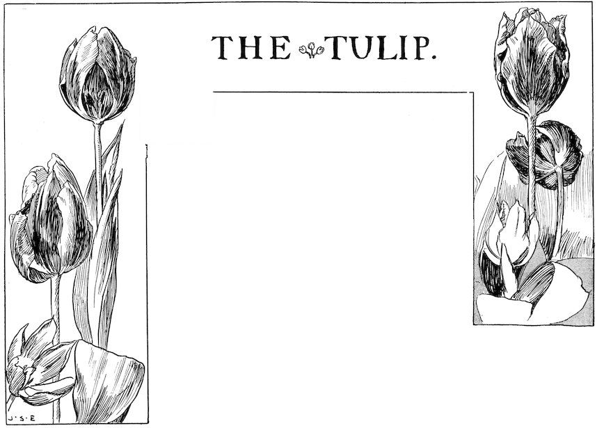 Illustrated story page for 'The Tulip' featuring a black and white sketch of tall tulips framing two blocks of text.