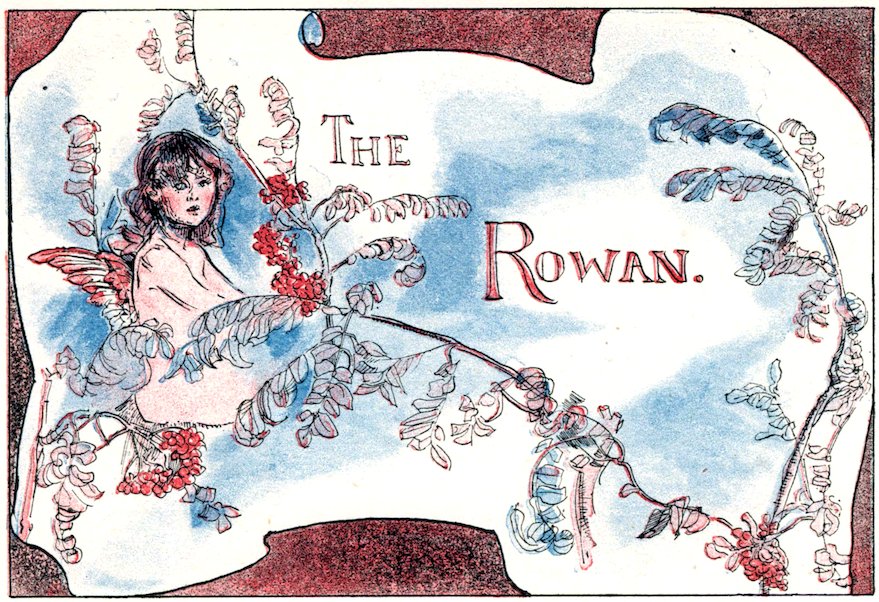Story header titled 'The Rowan' featuring a winged fairy child nestled among leafy rowan branches with red berries.