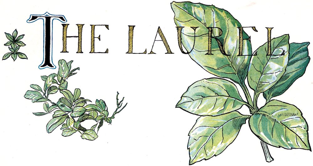 Story header titled 'The Laurel' with a large decorative initial 'T' and a illustration of laurel leaf clusters.