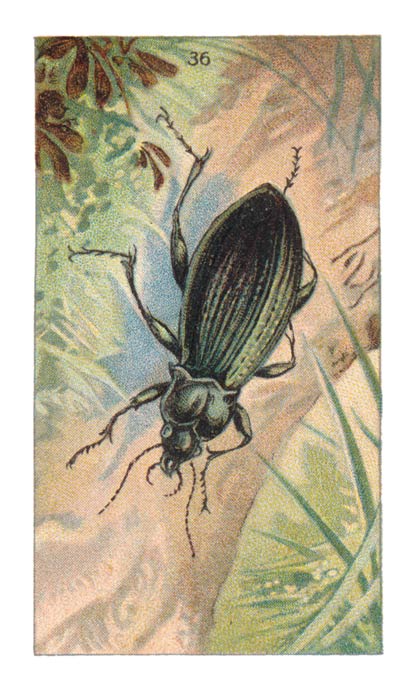 36