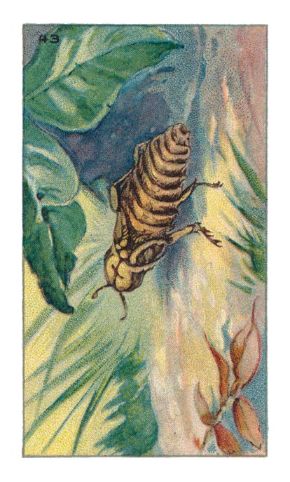 43