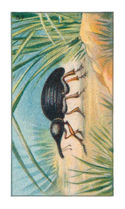 57