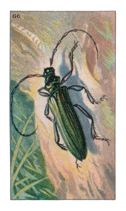 66