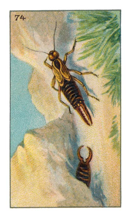 74