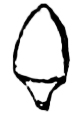 diagram showing shape of cupping vessel