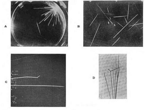 Four-panel
plate (A–D) of cloud chamber photos showing particle tracks: (A)
radiating burst from a point; (B) scattered straight tracks; (C) a
track with a kink, plus dotted patterns; (D) tracks converging from a
point, in lighter tone.