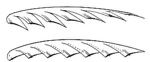 A diagram
showing two views of a bird's wing feather structure — the top view
showing individual feather barbs/vanes in detail, and the bottom view
showing the curved cross-sectional profile of the wing.