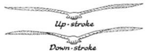 A diagram
illustrating a bird's wing motion during flight, showing two positions
labeled Up-stroke and Down-stroke to demonstrate the flapping cycle.
