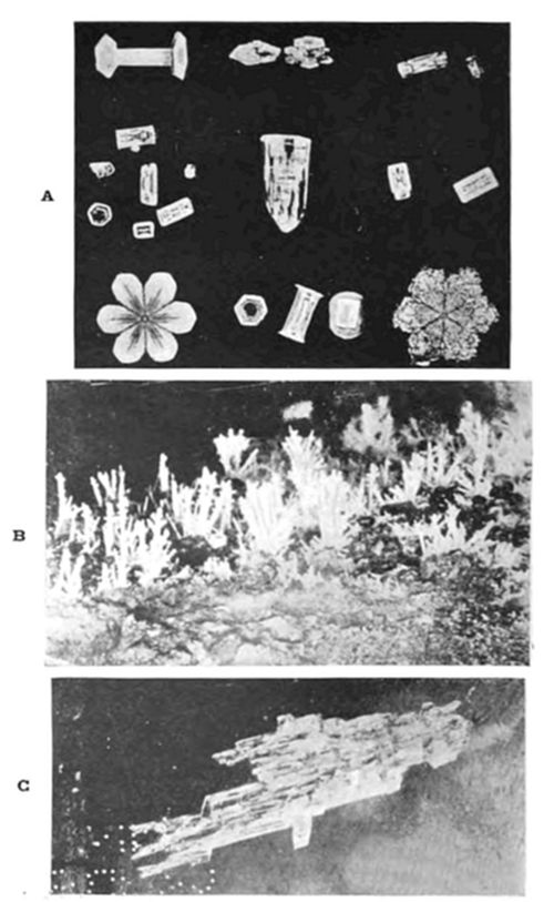 A three-part
plate of crystal forms: (A) varied small crystals including I-beam
shapes, a flower-shaped rosette, hexagonal plates, and a star-shaped
snowflake; (B) frost/ice crystals forming feathery, tree-like branching
patterns; (C) a close-up of an elongated, flat, blade-like crystal.