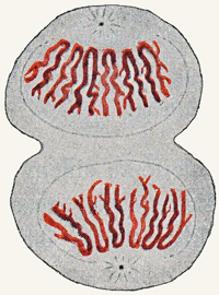 Fig. 16.