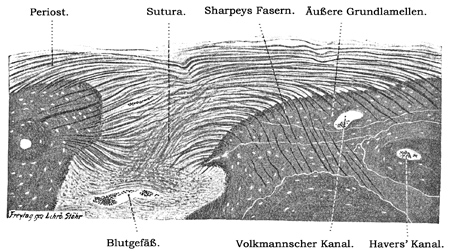Fig. 139.