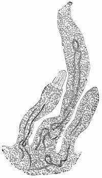 Fig. 142.