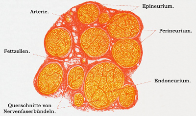 Fig. 162.