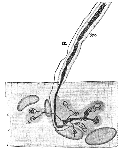 Fig. 179.