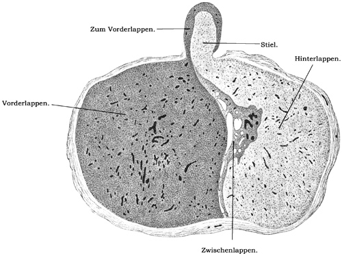 Fig. 187.
