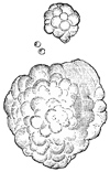 Fig. 189.