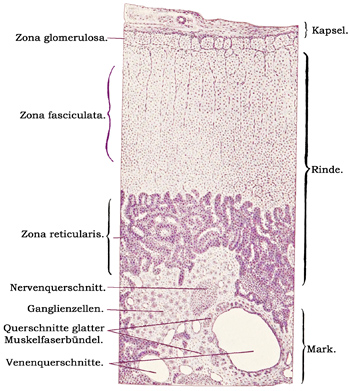 Fig. 191.
