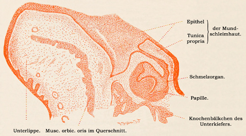 Fig. 210.