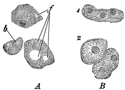 Fig. 263.