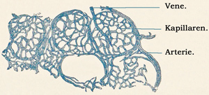 Fig. 284.