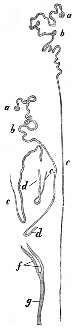 Fig. 298.