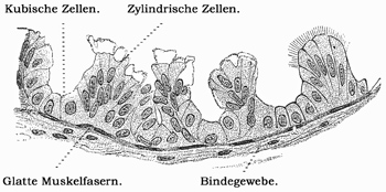 Fig. 305.