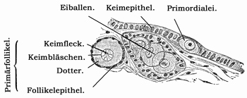 Fig. 311.