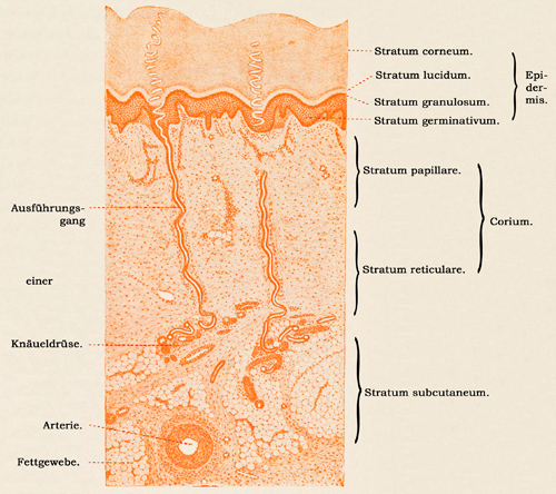 Fig. 329.