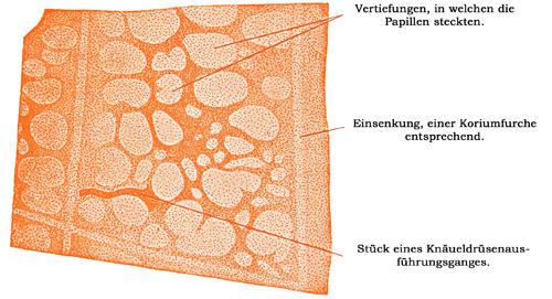 Fig. 330.