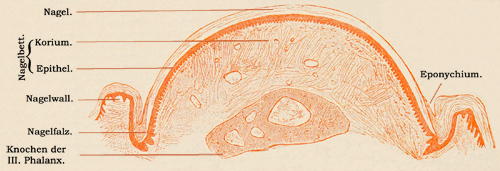 Fig. 332.