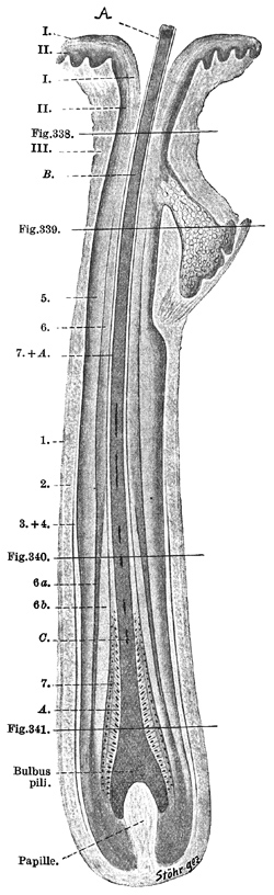 Fig. 337.