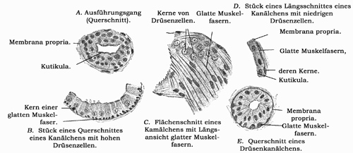 Fig. 355.