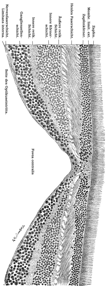 Fig. 364.