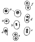 Fig.10 Blood-cells, multiplying by direct division