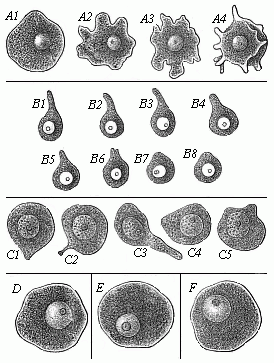 Fig.13 Ova of
various animals, executing amœboid movements.