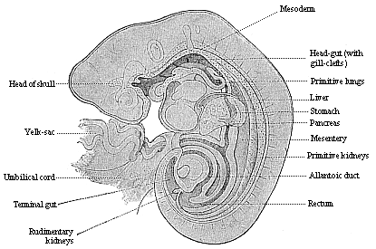 Fig.149. Longitudinal section of a
human embryo of the fourth week, one-fifth of an inch long.