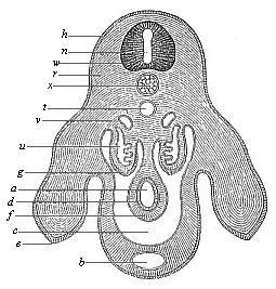 Fig.173. Transverse
section of the pelvic region and hind legs of a chick-embryo of the fourth
day.