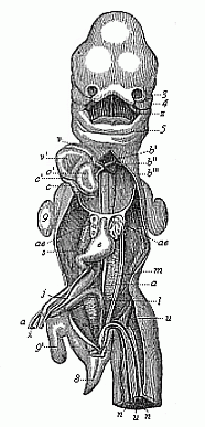 Human embryo, five weeks old, opened from the
ventral side.