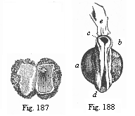 Fig.187. Human ovum of
ten days. Fig. 188. Human foetus of ten days, taken from the preceding ovum, magnified.