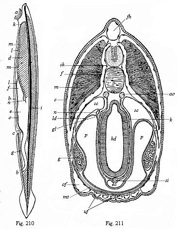 Fig.210. The lancelet (Amphioxus
lanceolatus), left view. Fig. 211. Transverse section of the head of the
Amphioxus.