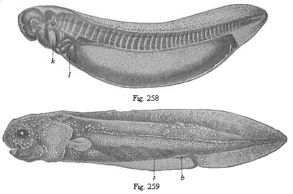 Fig.258. Young
ceratodus, shortly after issuing from the egg. Fig. 259. Young ceratodus six
weeks after issuing from the egg.