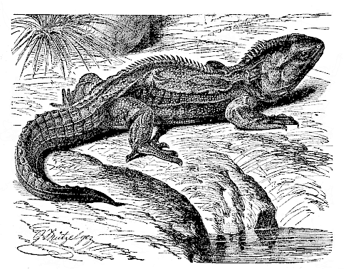 Fig.264. The lizard
(Hatteria punctata = Sphenodon punctatus) of New Zealand.