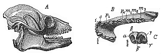 Fig.274. Skull of a
fossil lemur (Adapis parisiensis,), from the Miocene at Quercy.