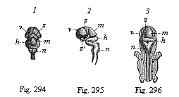 Fig.294. Central marrow
of the human embryo from the seventh week, 4/5 inch long. Fig. 294. The brain
from above. Fig. 295. The brain with the uppermost part of the cord, from the
left. Fig. 296. Back view of the whole embryo: brain and spinal cord exposed.