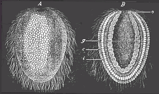 Fig.36 Gastrula of a lower sponge
(olynthus).