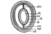 Fig.78. Section of a
young sagitta.