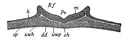 Fig.92. Transverse
section of the chordula-embryo of a bird (from a hen’s egg at the close of the
first day of incubation).